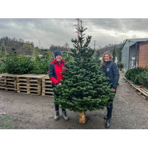 Normandská jedľa (Abies Nordmanniana) - výška 200-250 cm, rezaná PREMIUM